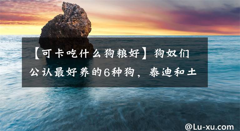 【可卡吃什么狗粮好】狗奴们公认最好养的6种狗，泰迪和土狗上榜，你家狗在其中吗？