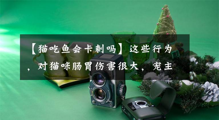 【猫吃鱼会卡刺吗】这些行为，对猫咪肠胃伤害很大，宠主别不在意