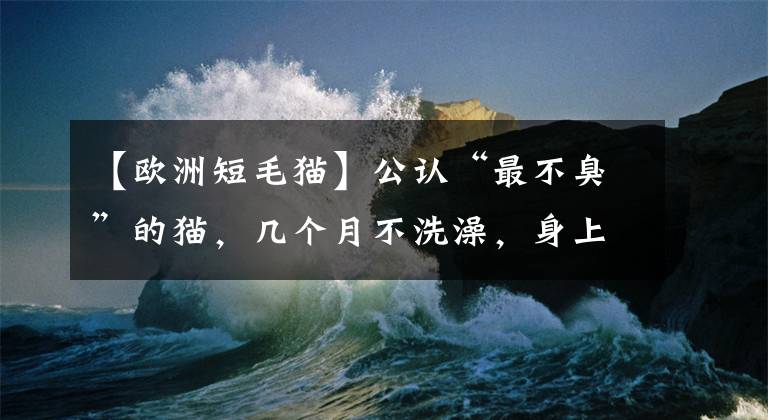 【欧洲短毛猫】公认“最不臭”的猫，几个月不洗澡，身上也是香香的