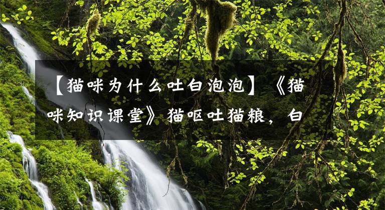 【猫咪为什么吐白泡泡】《猫咪知识课堂》猫呕吐猫粮，白色泡沫原因及治疗方法