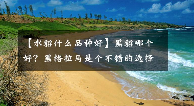 【水貂什么品种好】黑貂哪个好？黑格拉马是个不错的选择。