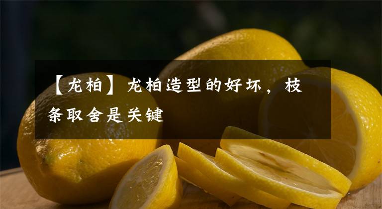 【龙柏】龙柏造型的好坏，枝条取舍是关键