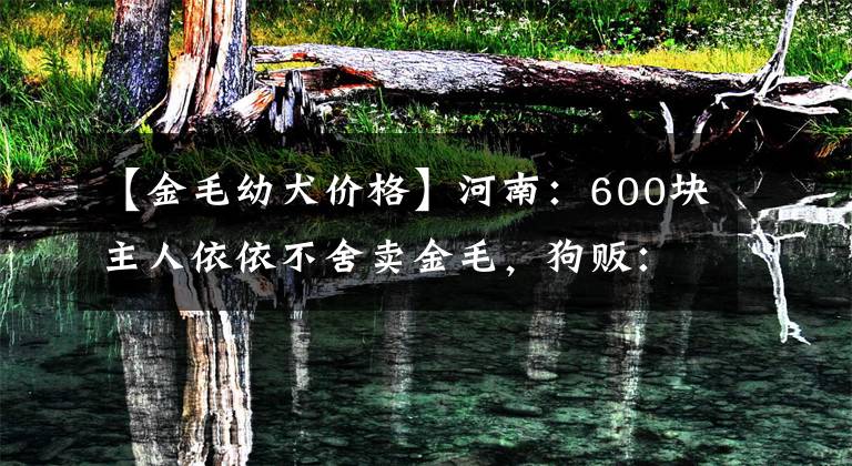 【金毛幼犬价格】河南：600块主人依依不舍卖金毛，狗贩：跟她混没出息，跟咱吃肉