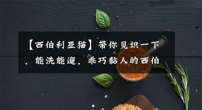 【西伯利亚猫】带你见识一下，能洗能遛，乖巧黏人的西伯利亚森林猫