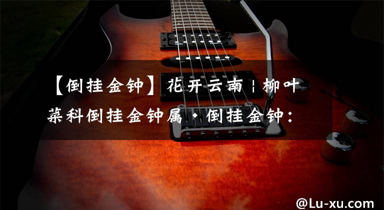 【倒挂金钟】花开云南 | 柳叶菜科倒挂金钟属·倒挂金钟：绿配红也能很洋气，植物界的色彩搭配师就是我