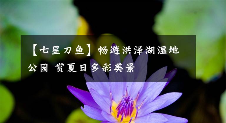 【七星刀鱼】畅游洪泽湖湿地公园 赏夏日多彩美景