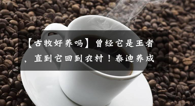【古牧好养吗】曾经它是王者，直到它回到农村！泰迪养成古牧，大爷果然是你大爷