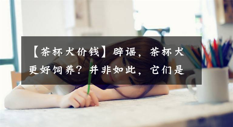 【茶杯犬价钱】辟谣，茶杯犬更好饲养？并非如此，它们是人工繁育下的悲哀