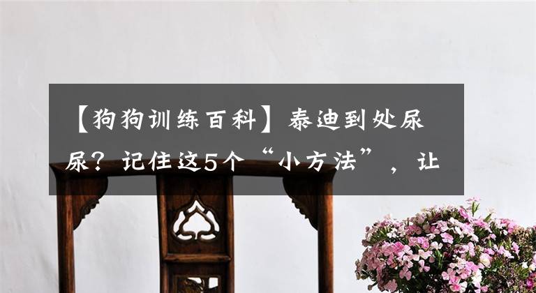 【狗狗训练百科】泰迪到处尿尿？记住这5个“小方法”，让它轻松学会定点大小便