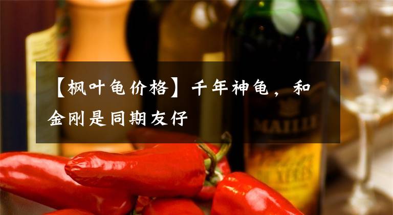 【枫叶龟价格】千年神龟，和金刚是同期友仔