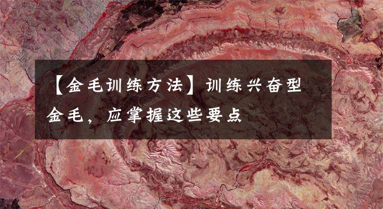 【金毛训练方法】训练兴奋型金毛，应掌握这些要点