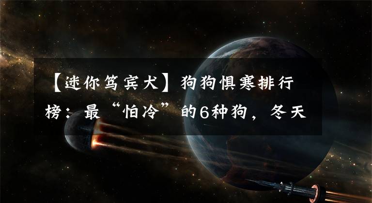 【迷你笃宾犬】狗狗惧寒排行榜：最“怕冷”的6种狗，冬天就像它们的“地狱”