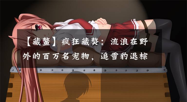 【藏鳌】疯狂藏獒：流浪在野外的百万名宠物，追雪豹退棕熊，已成高原霸主