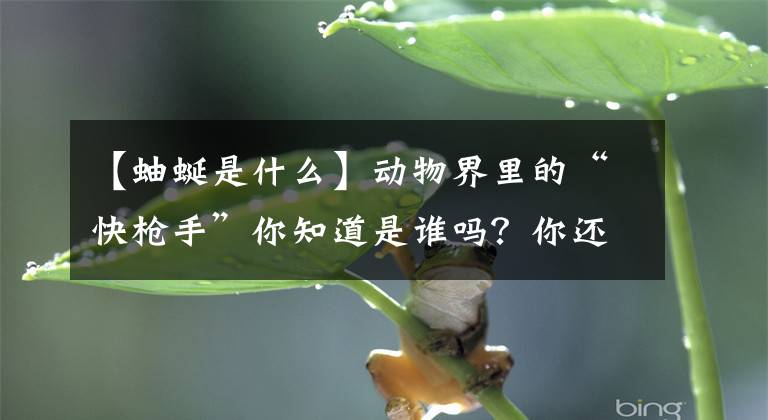 【蚰蜒是什么】动物界里的“快枪手”你知道是谁吗？你还知道这些动物的秘密呢？