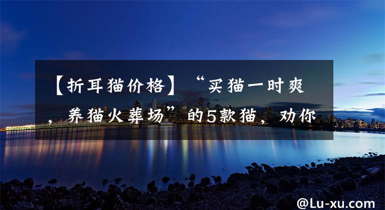 【折耳猫价格】“买猫一时爽，养猫火葬场”的5款猫，劝你想清楚再养