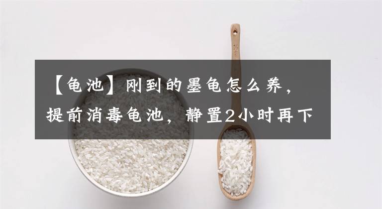 【龟池】刚到的墨龟怎么养，提前消毒龟池，静置2小时再下水，3天后喂食