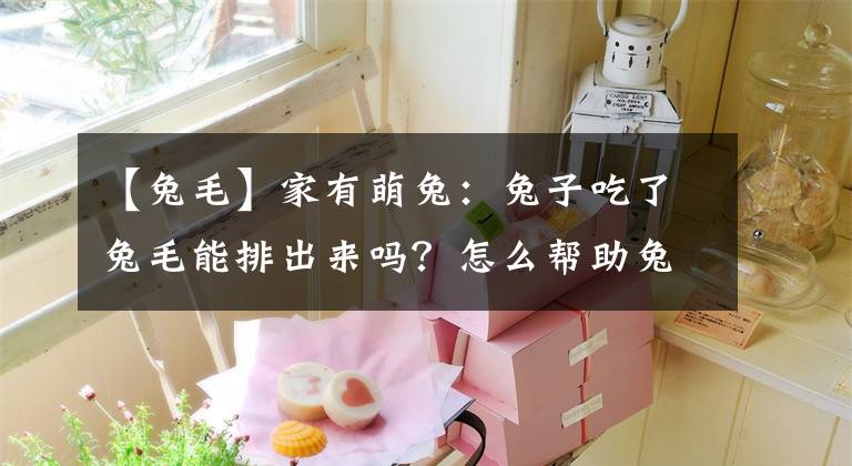 【兔毛】家有萌兔：兔子吃了兔毛能排出来吗？怎么帮助兔子排毛球？