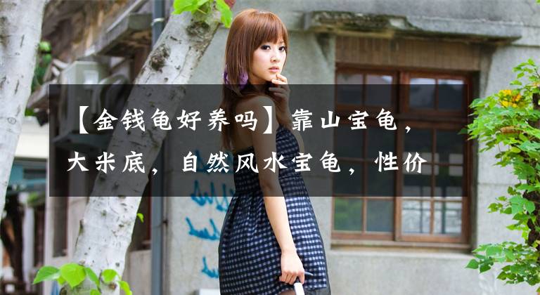 【金钱龟好养吗】靠山宝龟，大米底，自然风水宝龟，性价比超高，苗子价就能拥有
