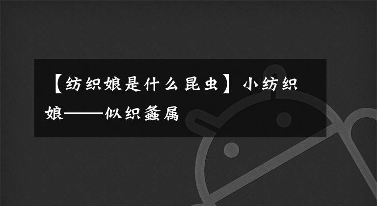 【纺织娘是什么昆虫】小纺织娘——似织螽属