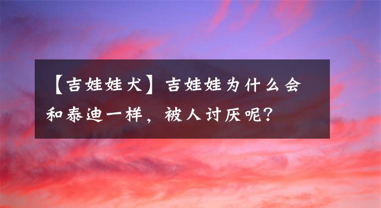 【吉娃娃犬】吉娃娃为什么会和泰迪一样，被人讨厌呢？