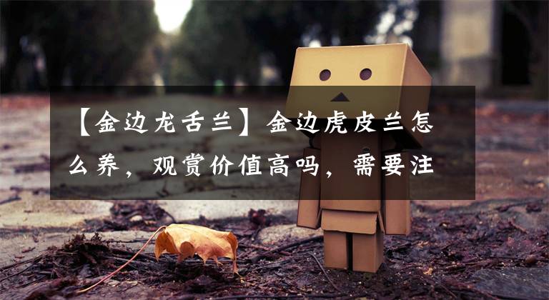 【金边龙舌兰】金边虎皮兰怎么养，观赏价值高吗，需要注意什么
