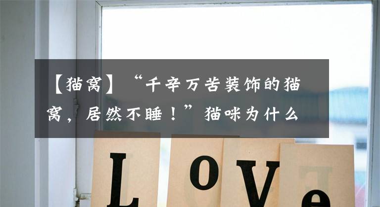 【猫窝】“千辛万苦装饰的猫窝，居然不睡！”猫咪为什么不喜欢猫窝？