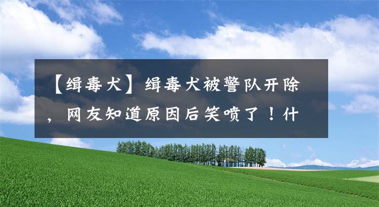【缉毒犬】缉毒犬被警队开除，网友知道原因后笑喷了！什么样狗狗才是合格的缉毒犬？