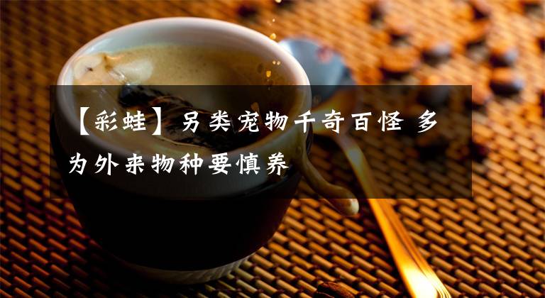 【彩蛙】另类宠物千奇百怪 多为外来物种要慎养
