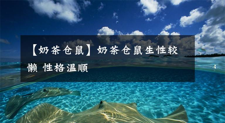 【奶茶仓鼠】奶茶仓鼠生性较懒 性格温顺