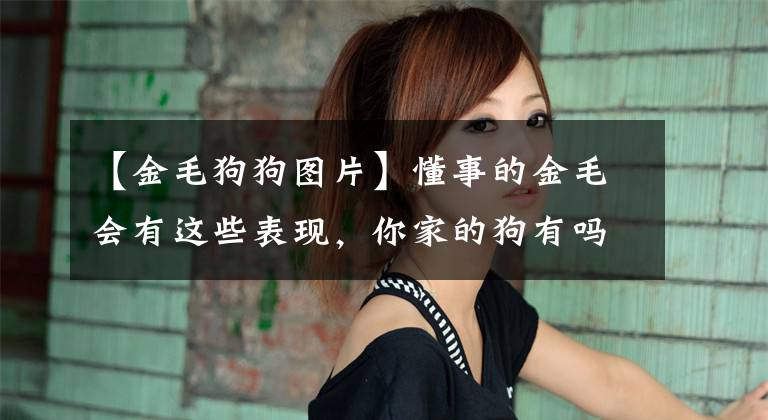 【金毛狗狗图片】懂事的金毛会有这些表现，你家的狗有吗？