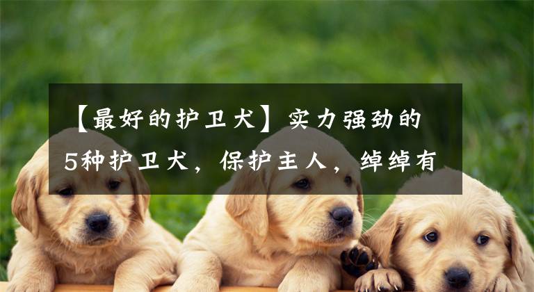 【最好的护卫犬】实力强劲的5种护卫犬，保护主人，绰绰有余