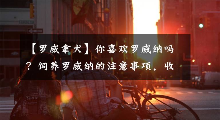 【罗威拿犬】你喜欢罗威纳吗？饲养罗威纳的注意事项，收藏起来以后用得上