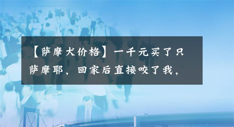 【萨摩犬价格】一千元买了只萨摩耶，回家后直接咬了我，又花了一千七，心塞