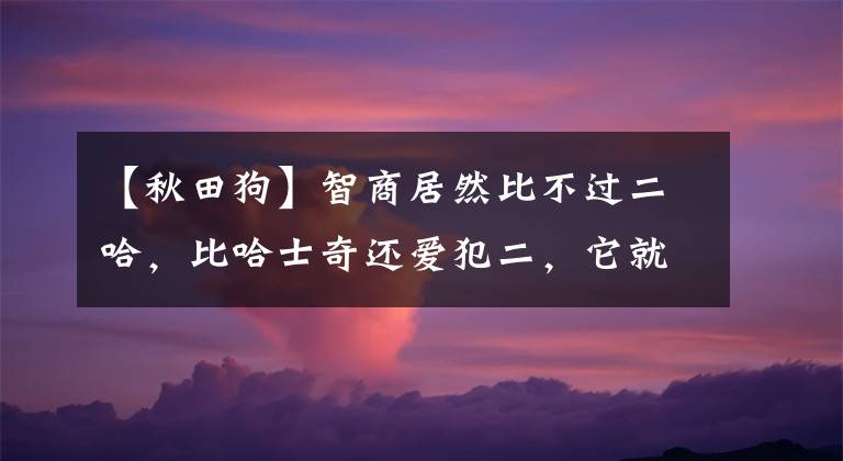 【秋田狗】智商居然比不过二哈，比哈士奇还爱犯二，它就是秋田犬