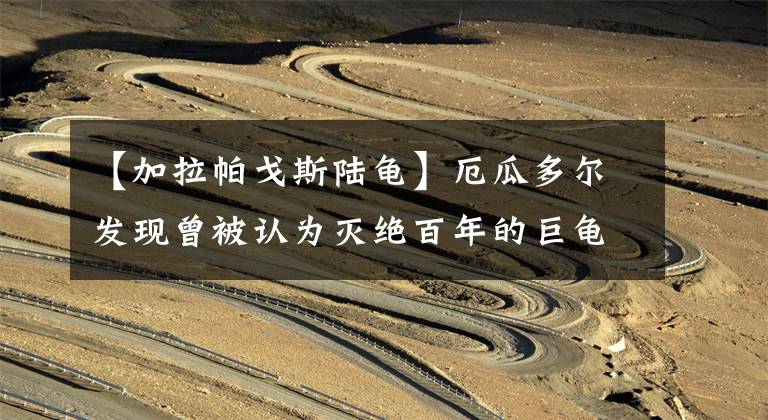 【加拉帕戈斯陆龟】厄瓜多尔发现曾被认为灭绝百年的巨龟