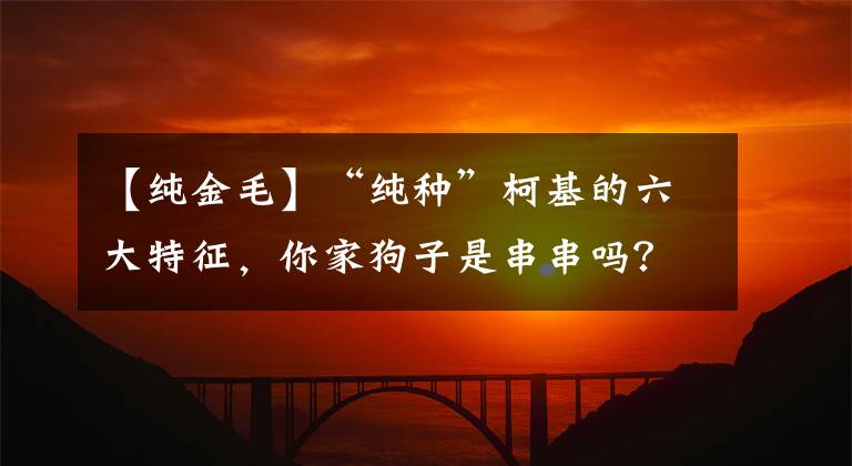 【纯金毛】“纯种”柯基的六大特征，你家狗子是串串吗？