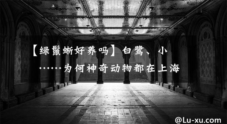 【绿鬣蜥好养吗】白鹭、小鸊鷉……为何神奇动物都在上海这个街道落脚？