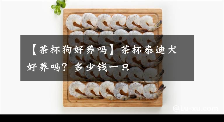 【茶杯狗好养吗】茶杯泰迪犬好养吗？多少钱一只