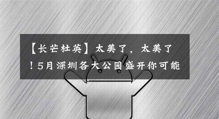 【长芒杜英】太美了，太美了！5月深圳各大公园盛开你可能见过却不认识的花！