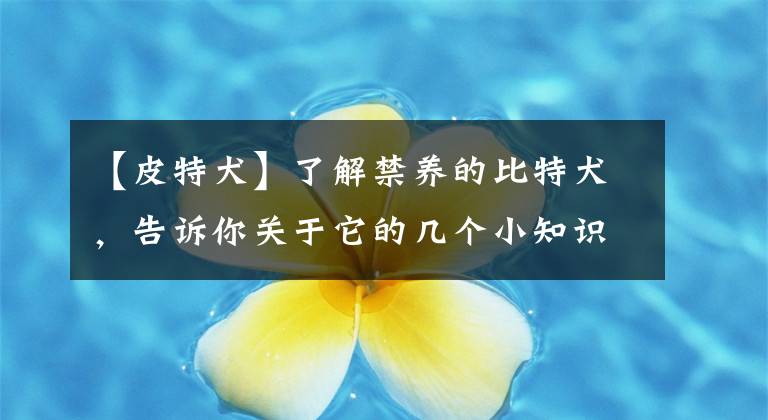 【皮特犬】了解禁养的比特犬，告诉你关于它的几个小知识
