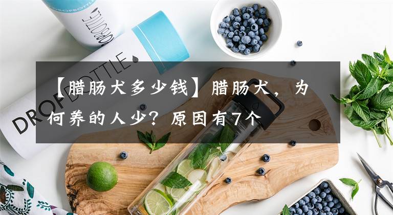 【腊肠犬多少钱】腊肠犬，为何养的人少？原因有7个