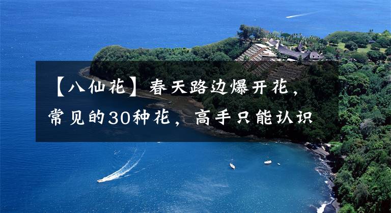 【八仙花】春天路边爆开花，常见的30种花，高手只能认识20种