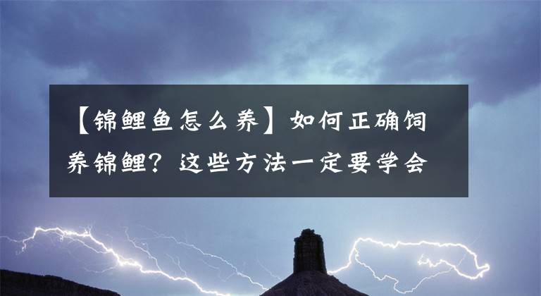 【锦鲤鱼怎么养】如何正确饲养锦鲤？这些方法一定要学会