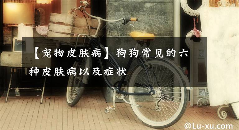 【宠物皮肤病】狗狗常见的六种皮肤病以及症状