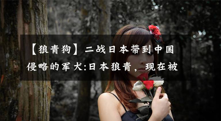 【狼青狗】二战日本带到中国侵略的军犬:日本狼青，现在被中国军犬吸收了