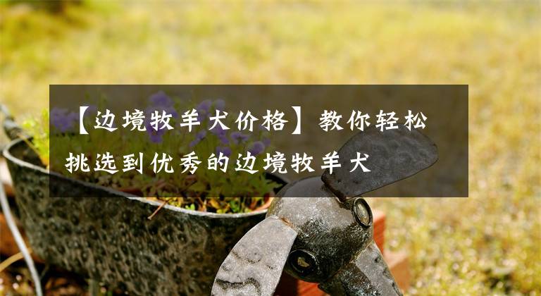 【边境牧羊犬价格】教你轻松挑选到优秀的边境牧羊犬