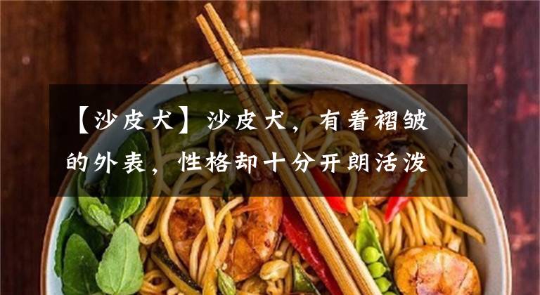 【沙皮犬】沙皮犬，有着褶皱的外表，性格却十分开朗活泼