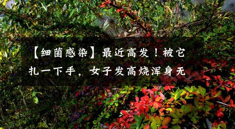 【细菌感染】最近高发！被它扎一下手，女子发高烧浑身无力，严重细菌感染……