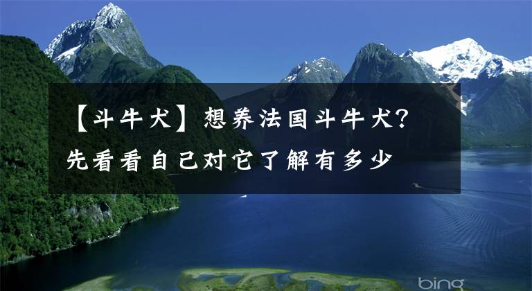 【斗牛犬】想养法国斗牛犬？先看看自己对它了解有多少