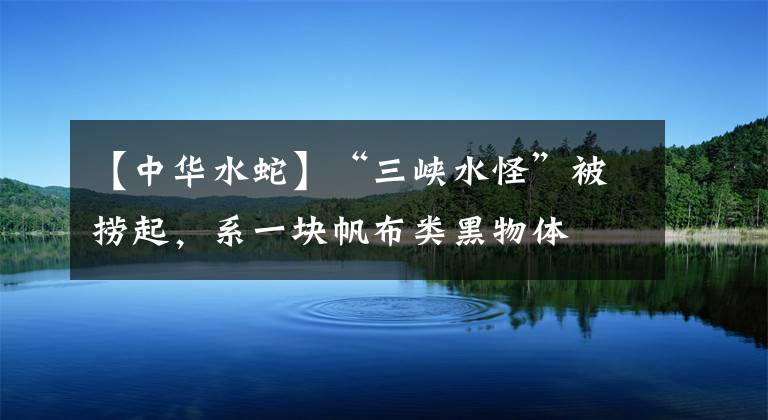 【中华水蛇】“三峡水怪”被捞起，系一块帆布类黑物体
